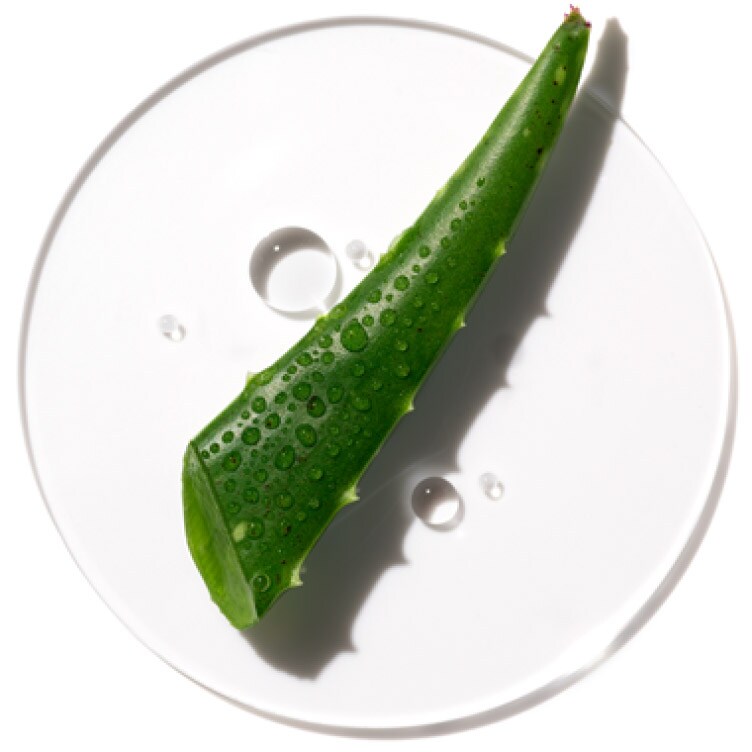 アロエベラ(アロエ)(aloe vera)